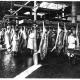 Schwarz-Weiß-Bild eines HamburgerSchlachthofs 1916, hängende Schweinehälften
